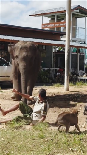 Are Elephants Smarter Than Humans?