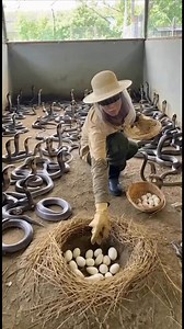 เก็บไข่ Keep the eggs handy. 🐍🐍 | Mod Pimolpan