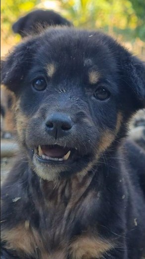 #dogshorts #dog #dogvideos #animals #animeedit #animal