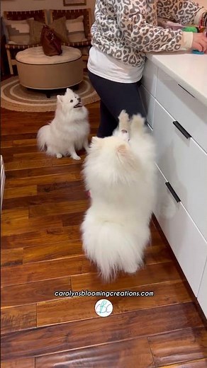 Are American Eskimo Dogs Playful? | Mini Eskies