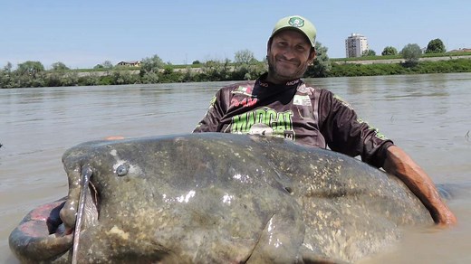Weltrekord-Fang am Fluss Po: Italiener zieht Riesen-Wels an Land – er jagte ihn 23 Jahre lang