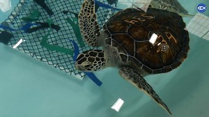 1.3K views · 119 reactions | Happy World Sea Turtle Day!  Rescue & Rehabilitation Director Adam Kennedy celebrates the day by talking more about the three species of sea turtles we rescue, rehabilitate, and release at our Sea Turtle Hospital. For all of our videos for Sea Turtle Week leading up to today, visit: https://bit.ly/3NJfqoZ #WorldSeaTurtleDay #SeaTurtleWeek #SeaTurtleRescue #SeaTurtleRehab | New England Aquarium | Facebook