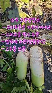 Radish harvest season and radish storage method
