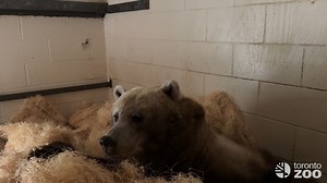 Winter Torpor Update ❄️ Shintay is 💤 for the season! Although many refer to it as hibernation, Your Toronto Zoo’s Grizzly bear ambassador Shintay actually goes down for a “winter sleep” called torpor. Her body temperature only drops slightly and can be easily disturbed from her sleep, so she can actually wake up at any moment. Did you know? Wildlife Care offers a layer of mulch in her den and provides Shintay with woodwool for her to start arranging her winter sleep bed, which Shintay gradually