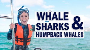 15K views · 98 reactions | It's humpback whale season AND whale shark season in Los Cabos! In this week's video, we go whale-watching in Cabo San Lucas and we swim with the sharks in La Paz, let's go on a new adventure! #wildcanyon | Wild Canyon | Facebook