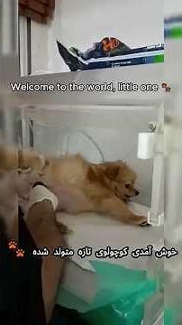 Episode 1: A Life Miracle 🐶❤️ | Mother Dog Gives Birth | #pomeranian #puppy #pets