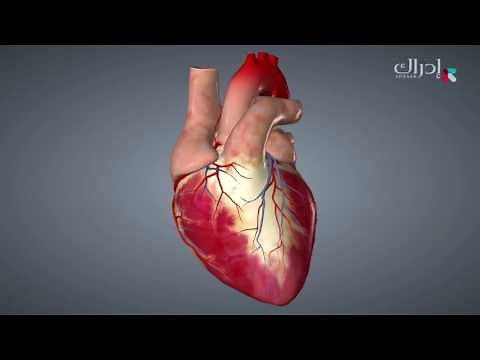 الإسعافات الأولية - طريقة عمل الجهاز الدوري والقلب