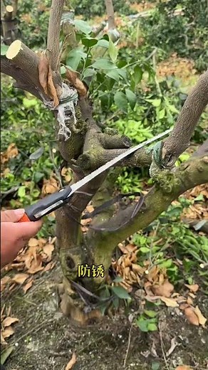 Master Fruit Tree Grafting & Planting Techniques
