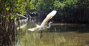 Mangroves to be restored in seven biospheres of Latin America and the