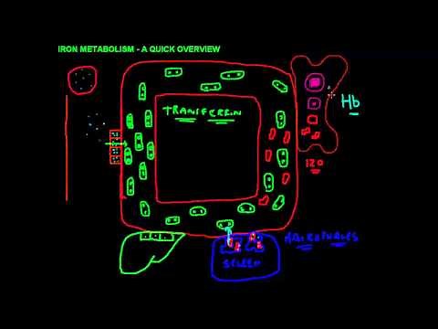 Iron Metabolism - A Quick Overview
