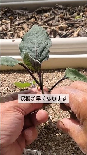 4/18【ナス】手入れ 植付け後は こうして手入れをすれば成長が早く大きく育って収穫が早くなります