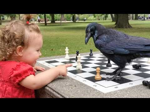 Best Of Crows – Funny & Smart Moments 😂🐦‍⬛