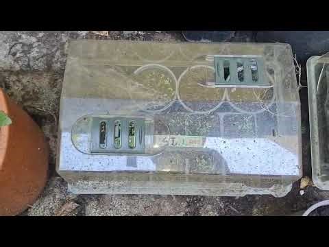 Germinating Robinia / black locust / false acacia / Robinia pseudoacacia