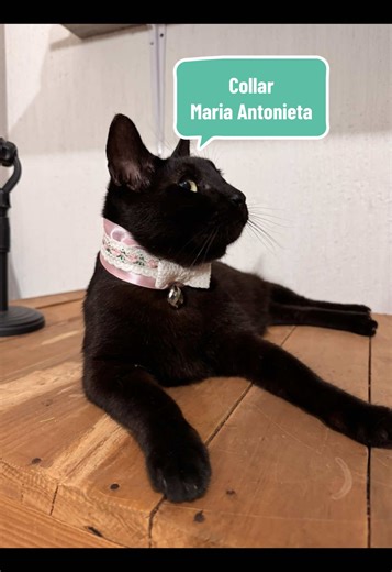 Un collar súper elegante! Les traemos este tutorial de collar súper fácil! #tutorial #collarmascotas #clubdepanteritasrudas #mariaantonieta #gatos
