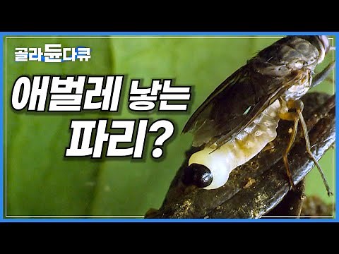 이게 왜 진짜야? 상식을 깨는 번식 보다 더 충격적인 파리의 생존 방식!│애벌레 낳는 파리│모기 보다 무서운 흡혈파리│다큐프라임│#골라듄다큐
