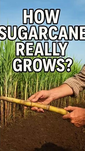 How to Grow Sugarcane