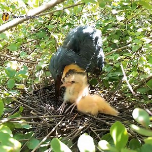 23K views · 920 reactions | Black bittern Birds Little birds in a beautiful nest (EP32) Beautiful Black bittern Birds | Review Bird Nest | Facebook