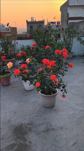 orange rose , garden, rose flower, plants #flowers #rose #gardening