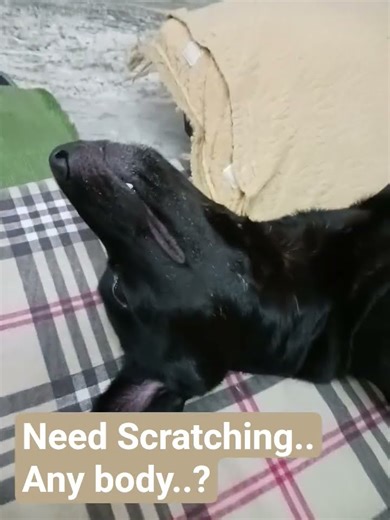 Scratching request. ..any body..?