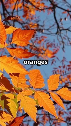 Why Do Leaves Change Color? The Science of Fall Colors