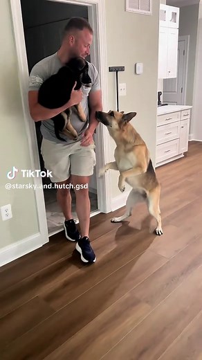 Starsky Meets Hutch: A Heartwarming German Shepherd Encounter