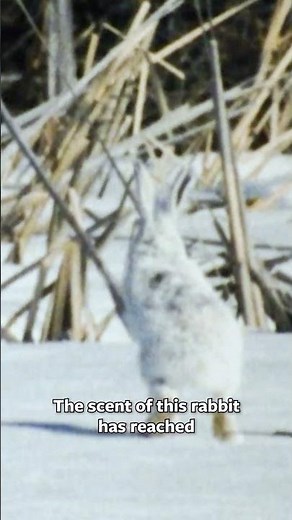 40 Years of Lynx Conservation on Wild Kingdom