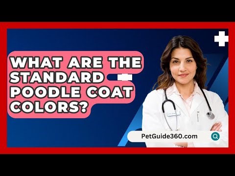 What Are The Standard Poodle Coat Colors? - PetGuide360.com