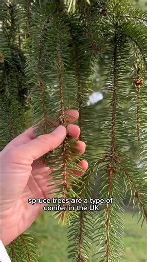 Spruce needle tea - identification guidance UK only. Let me know if you enjoy! #foraging #wildfood