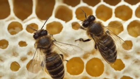 clip-3966650615-bees-build-queen-cell-development-larva-future
