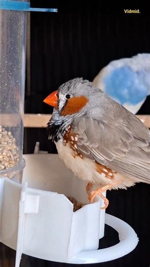 chirping finch #finch #birds #pets #shorts