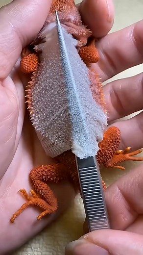 4.1K views · 17 reactions | You might seen videos bearded dragon . . . . . #languages #facts #scaryfacts #knowledge #fyp #disney #scary #kids #prison #country #scaryprison #school #uniform #schooluniform #world #spacex #animals #animalsfacts #cute #cuteanimals #sleep #sleepinganimals #historical #history #historicalfacts #nowvsthen #dinosaurs #people #diddy #beforeandafter | Jasper Storm | Facebook