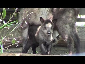 生後11日のニホンカモシカの赤ちゃん「ココ」 ①（井の頭自然文化園）Baby Japanese Serow