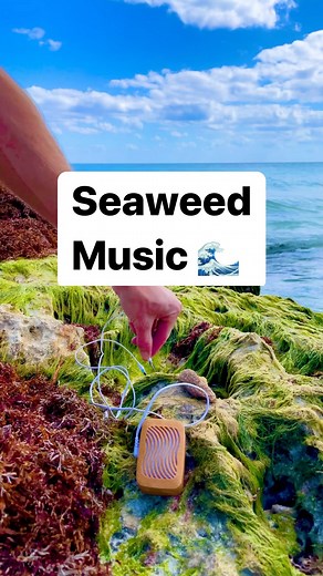 22K views · 76 reactions | Transport yourself to a world of tranquility and peace with some seaweed music. Sounds are generated via the PlantWave plant music device. #plantwave #plantmusic #ocean #seaweed | PlantWave | Facebook