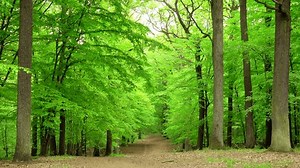 Beautiful Spring Forest Green 4k Trees Stock Footage Video (100% Royalty-free) 3430999533 | Shutterstock