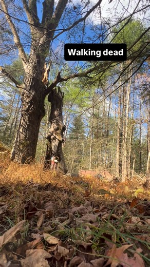 Taiga Woods Tree Care on Instagram: "The technique when you cut a leaning tree from the bottom piece by piece is called “to walk a tree”. It’s more nervous the more dead it is. . #taigawoodstreecare #treework #arborist #certifiedarborist #stoneridgeny #treecutting #sugarmaple #chainsaw #walkingdead"
