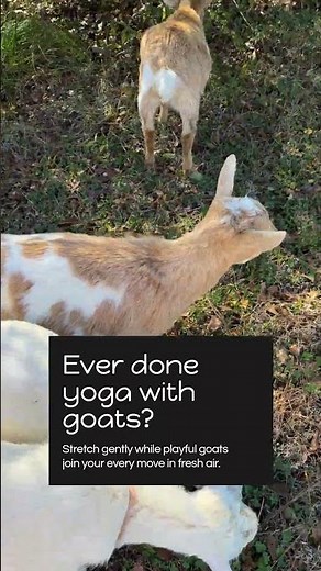 A Beginner-Friendly Goat Energy Wellness Day