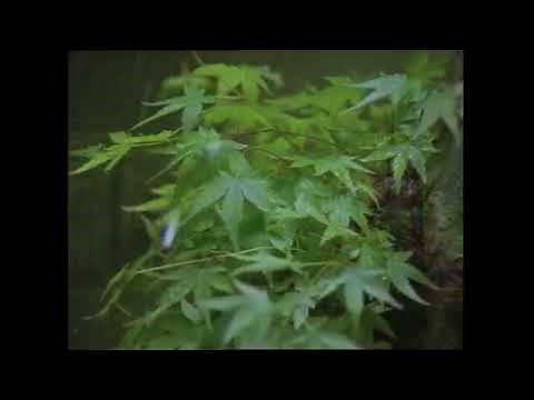 【TVCM】1999年 夏「宝泉院」そうだ 京都、行こう。