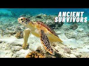 Turtle: Description, Species, Adaptation, & Facts