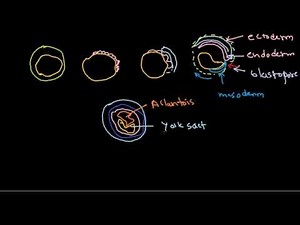 Developmental Biology: Gastrulation in chick Video Lecture | Crash Course for CSIR NET Life Sciences (English)
