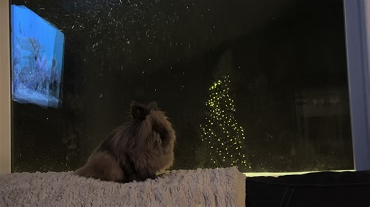 Alaska Bunny Enjoying a Cozy Christmas Evening