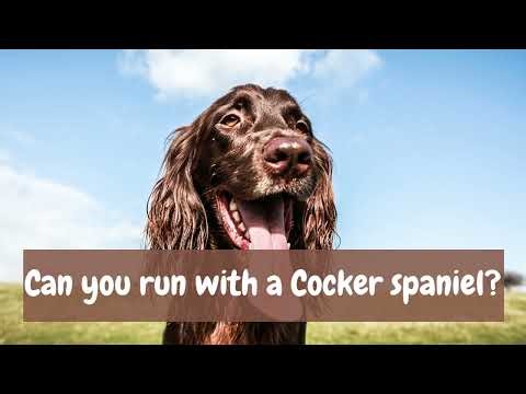 Can you run with a Cocker spaniel?