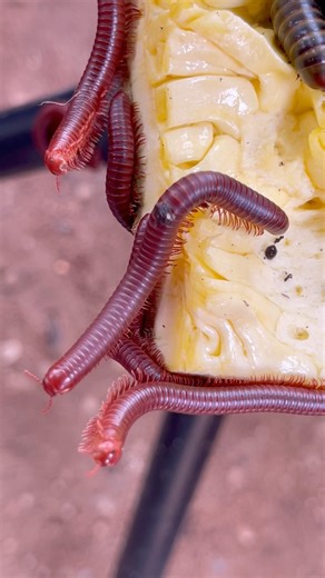 Small Red Spotted millipedes #insects #shorts