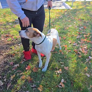 28K views · 1.8K reactions | ❤️SWEET MAPLE UPDATE❤️ Our adorable girl Maple has left the veterinary hospital and she is headed to a warm foster home for further care and recovery. We are so happy that Maple has a happy future to look forward to! Soon her sad days trying to survive the tough streets of Detroit will be a distant memory. | Detroit Pit Crew Dog Rescue | Facebook