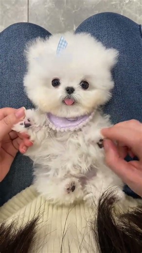 Cute Bichon Debut: A Stuffed Toy's Joyful Adventure