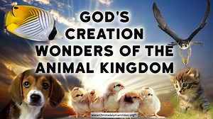 God’s Creation: Wonders of the Animal Kingdom