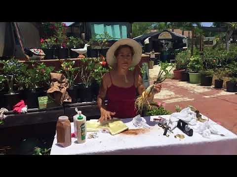 Saving you desert rose from root rot