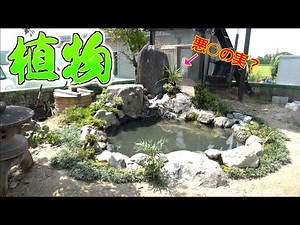 [Pond construction] Nearly complete! Planting plants around the pond!!