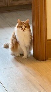 383K views · 2.6K reactions | Another maine coon acting like a big baby #mainecoon @fatfinnegan on tiktok | F1 Savannah Kittens | Facebook