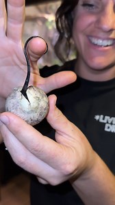 Gilly the Black Dargon had babies🤩 | The Reptile Zoo