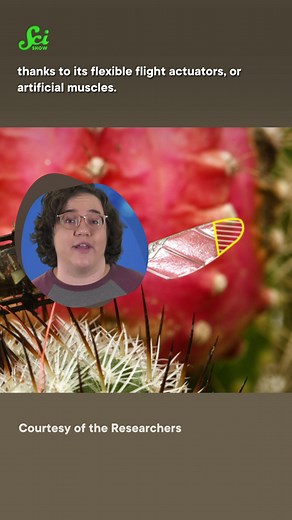 In life, and in flying robots, what goes up must come down. But these flying robots can stay breezy thanks to its flexible flight actuators, which help it stay flying even after taking some serious wing damage. #science #scishow #robot #insects